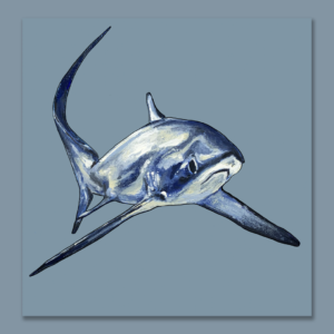 Thresher Shark on blue background